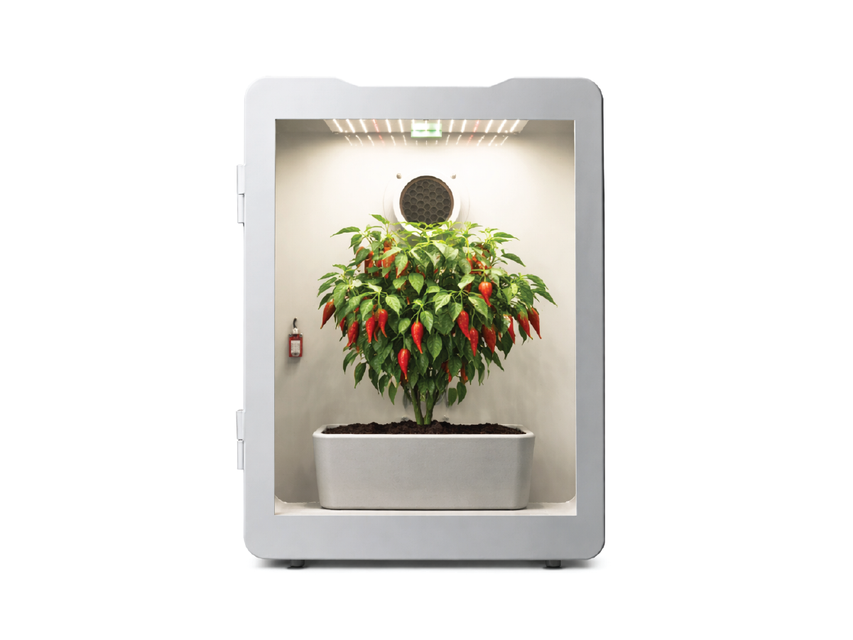 Lucas Tang - Cultivation Director